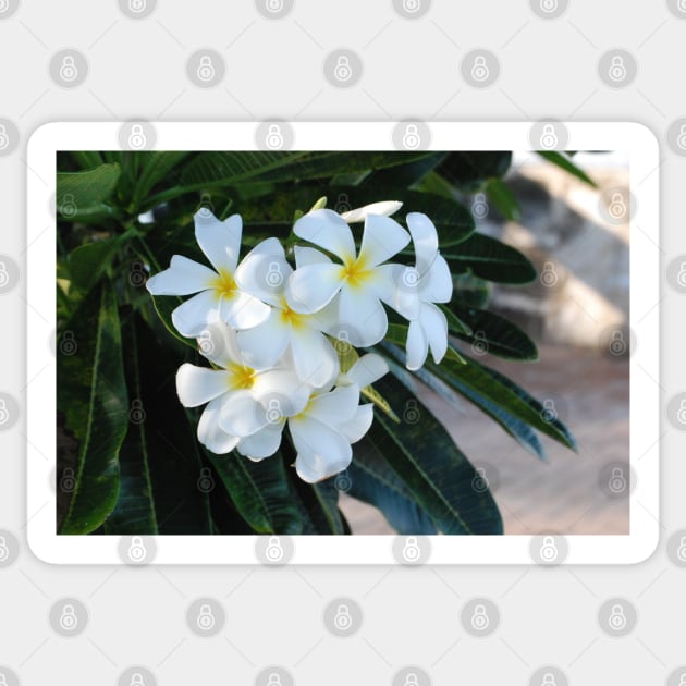 Frangipani or Yellow and White Plumeria flowers, Barbados, WI Sticker by zwrr16
